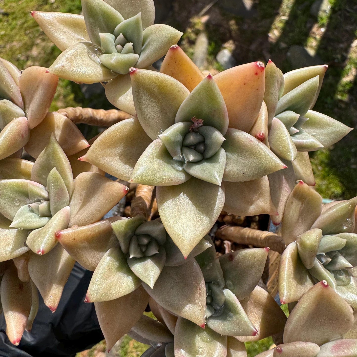 Rare succulents plants, Echeveria' Citrina'  cluster, 5.1inches