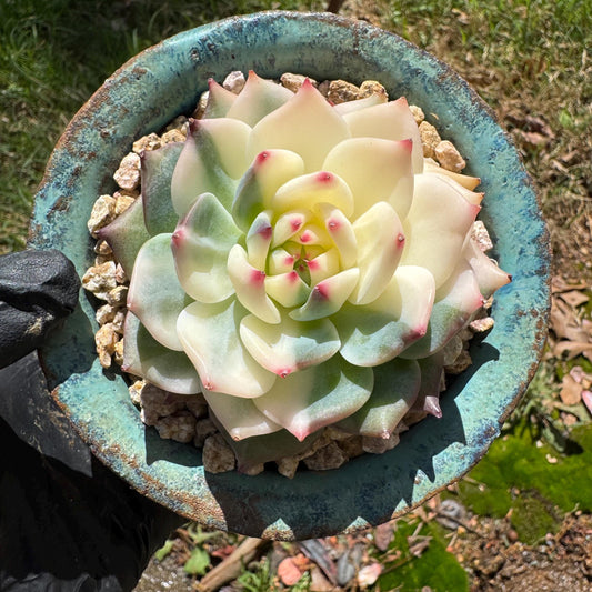 Rare succulents , Echeveria 'chihuahuensis Variegated' ,  2.7inches