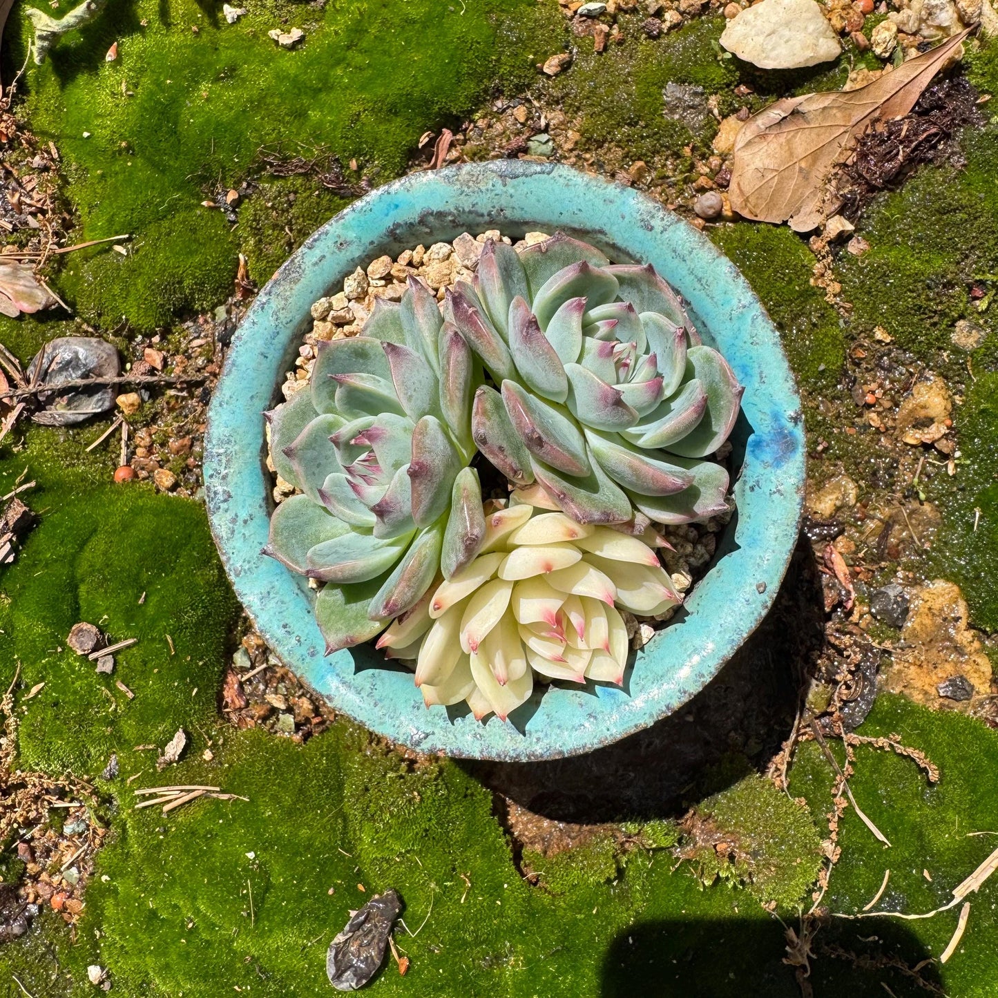 Rare succulents, Echeveria 'chihuahuensis with a head Variegated' cluster, 3heads