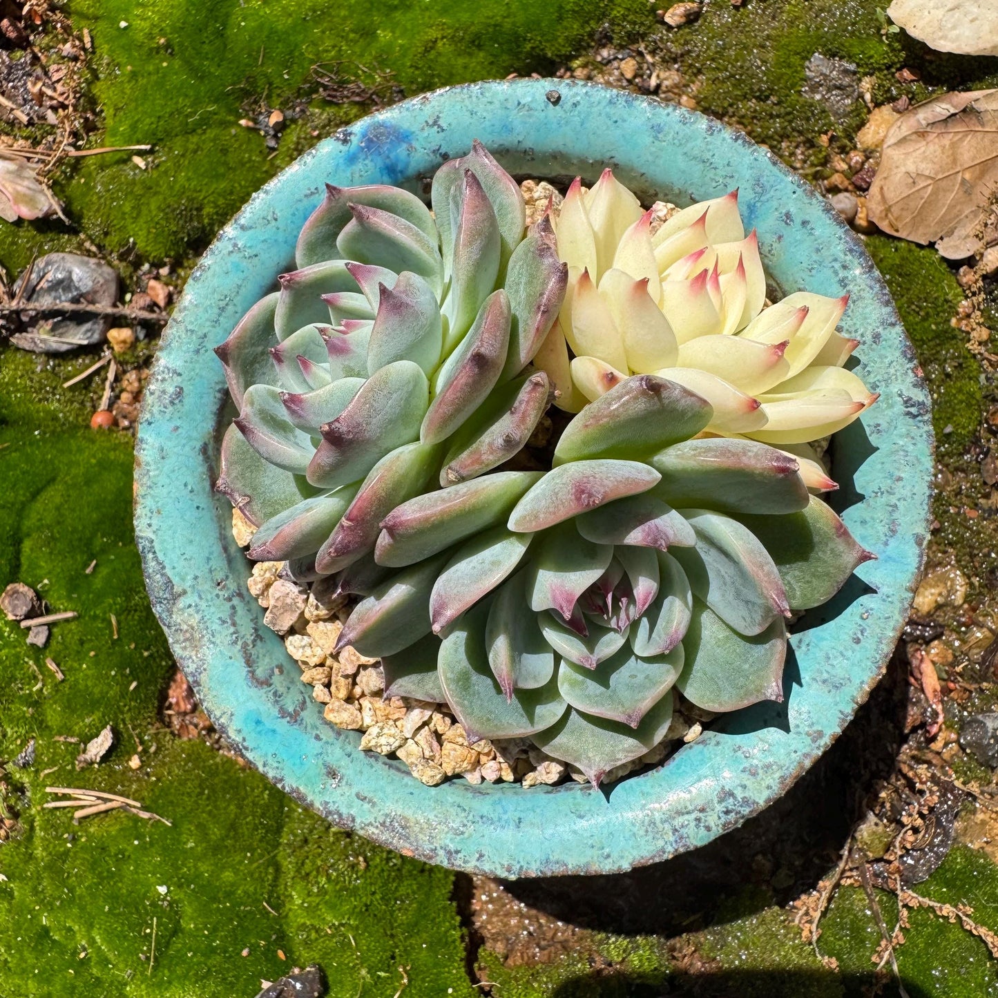 Rare succulents, Echeveria 'chihuahuensis with a head Variegated' cluster, 3heads