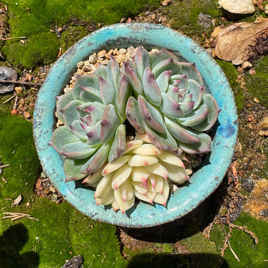 Rare succulents, Echeveria 'chihuahuensis with a head Variegated' cluster, 3heads