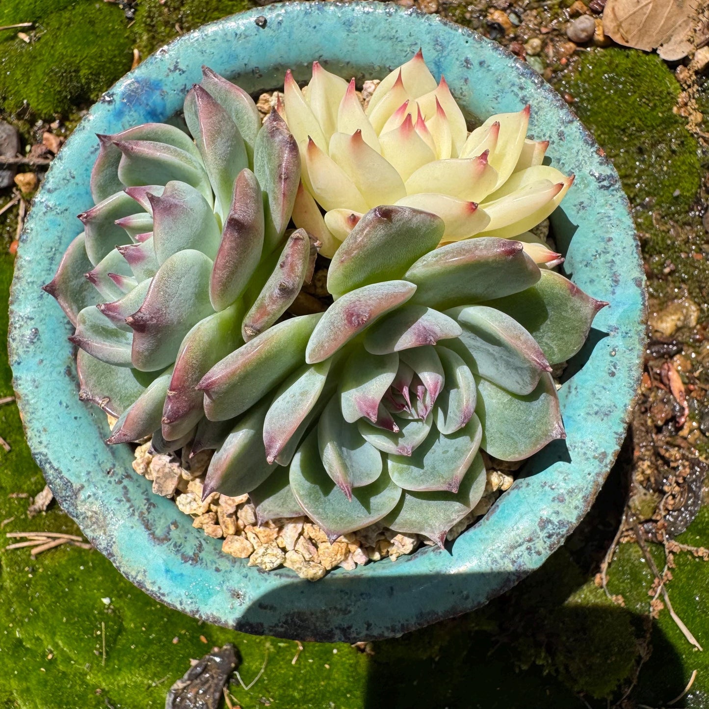 Rare succulents, Echeveria 'chihuahuensis with a head Variegated' cluster, 3heads