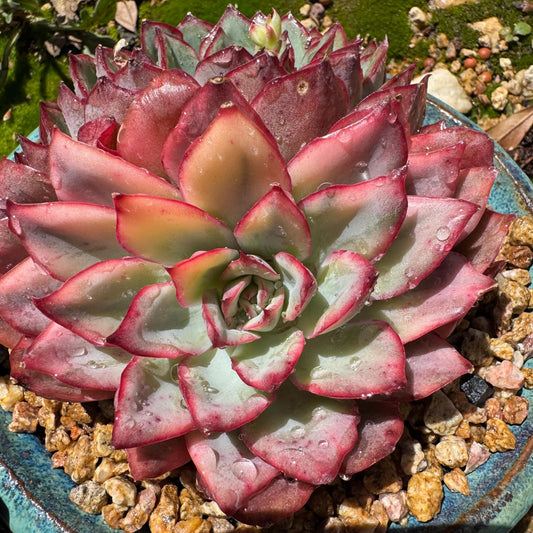 Rare succulents, Echeveria 'Moon Goddess 'Variegated' ,2heads, 4.3inches