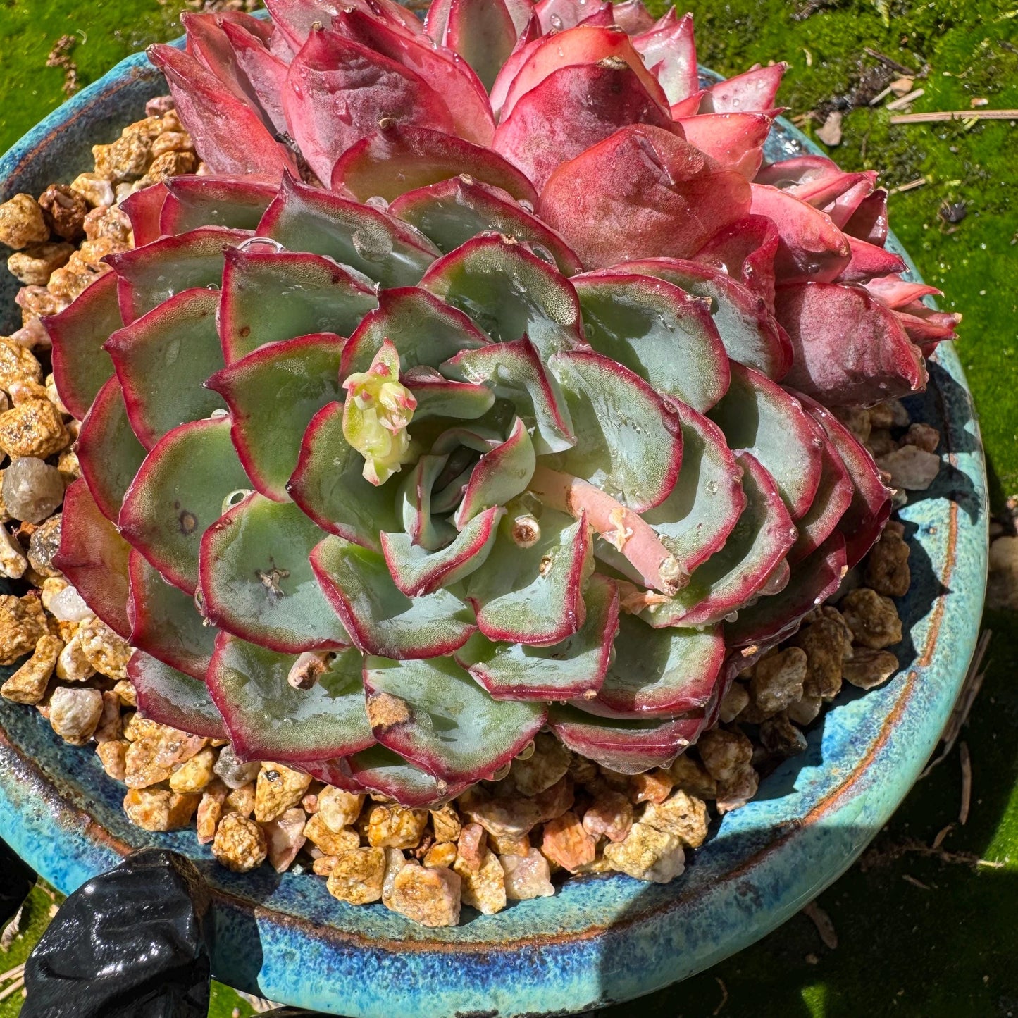 Rare succulents, Echeveria 'Moon Goddess 'Variegated' ,2heads, 4.3inches