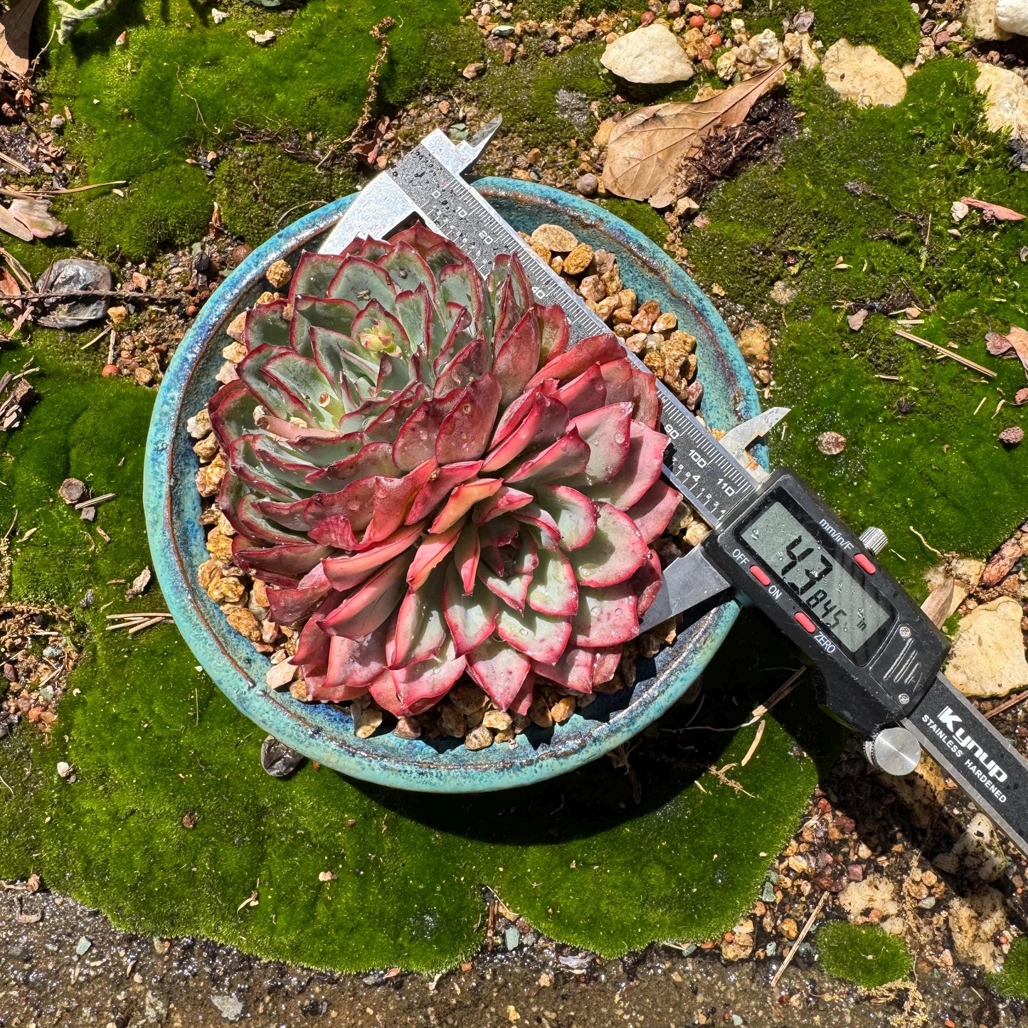 Rare succulents, Echeveria 'Moon Goddess 'Variegated' ,2heads, 4.3inches