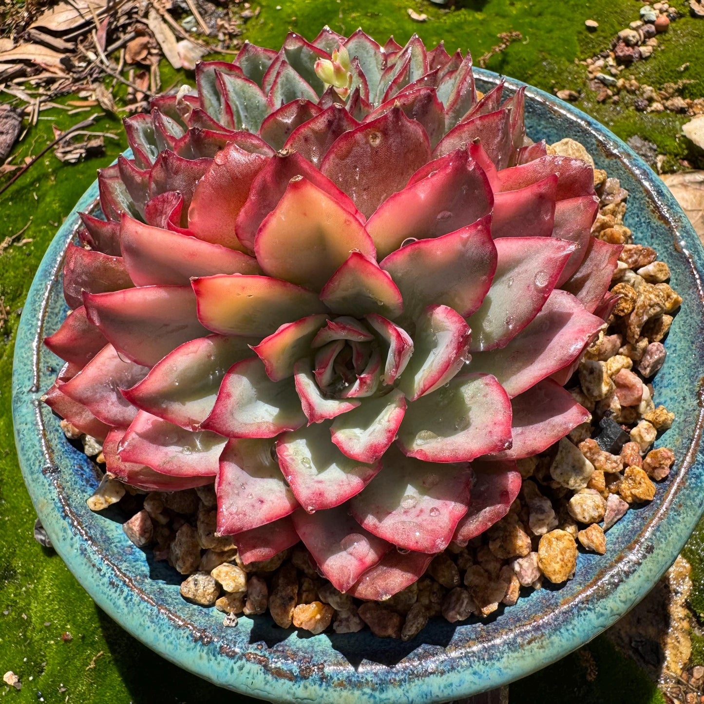 Rare succulents, Echeveria 'Moon Goddess 'Variegated' ,2heads, 4.3inches