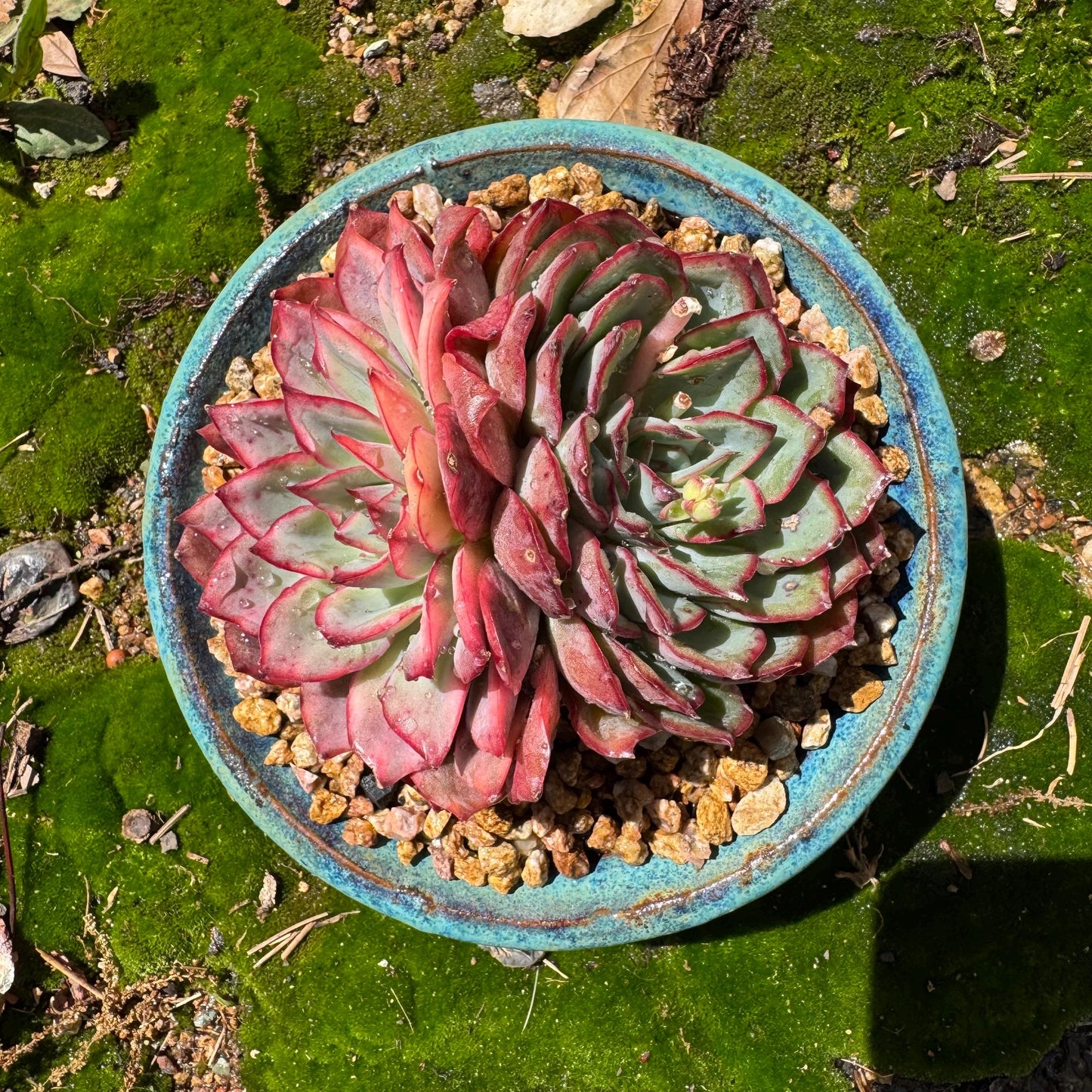 Rare succulents, Echeveria 'Moon Goddess 'Variegated' ,2heads, 4.3inches