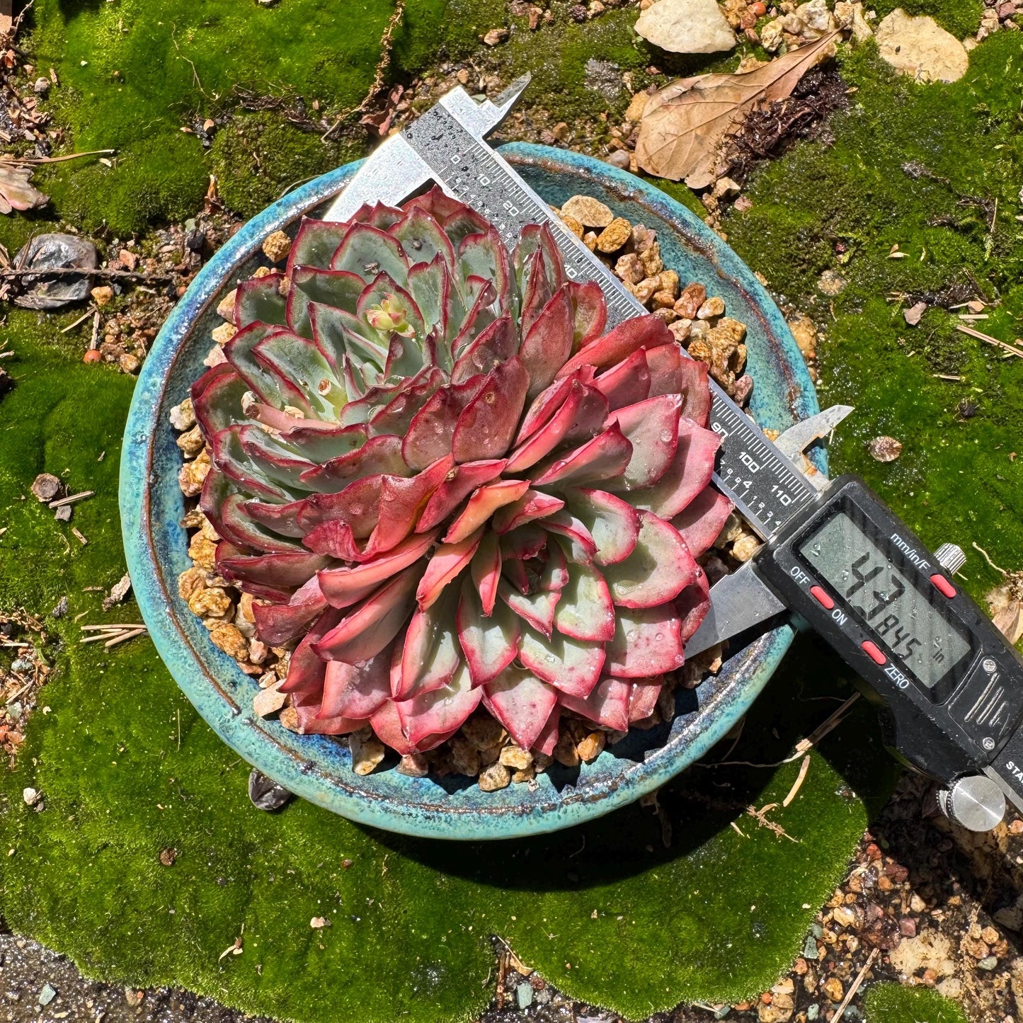 Rare succulents, Echeveria 'Moon Goddess 'Variegated' ,2heads, 4.3inches