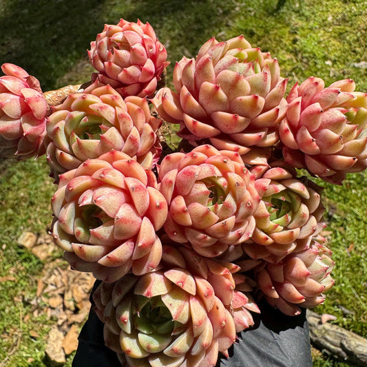Rare succulents, Echeveria Golden 'BenBadis 'Cluster, 4.8inches