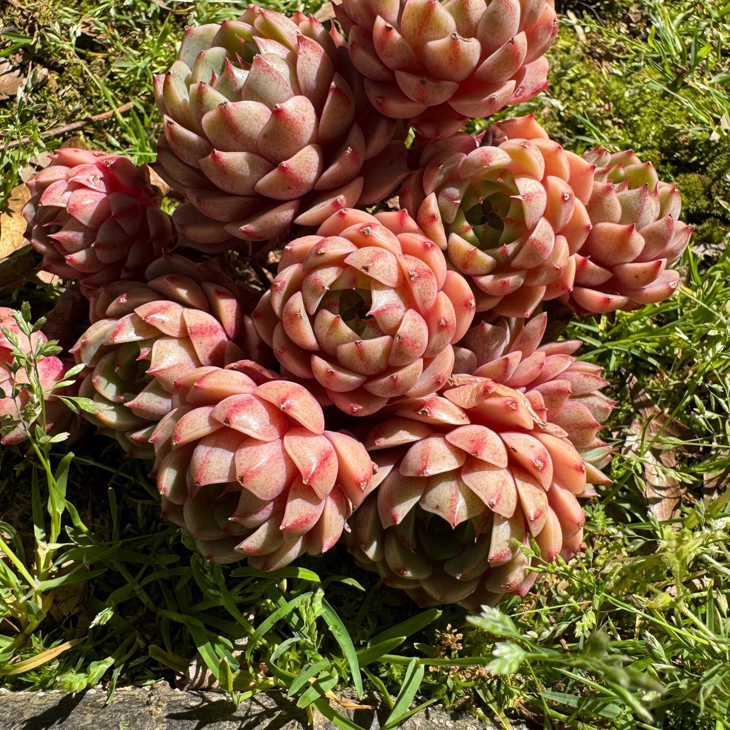 Rare succulents, Echeveria Golden 'BenBadis 'Cluster, 4.8inches
