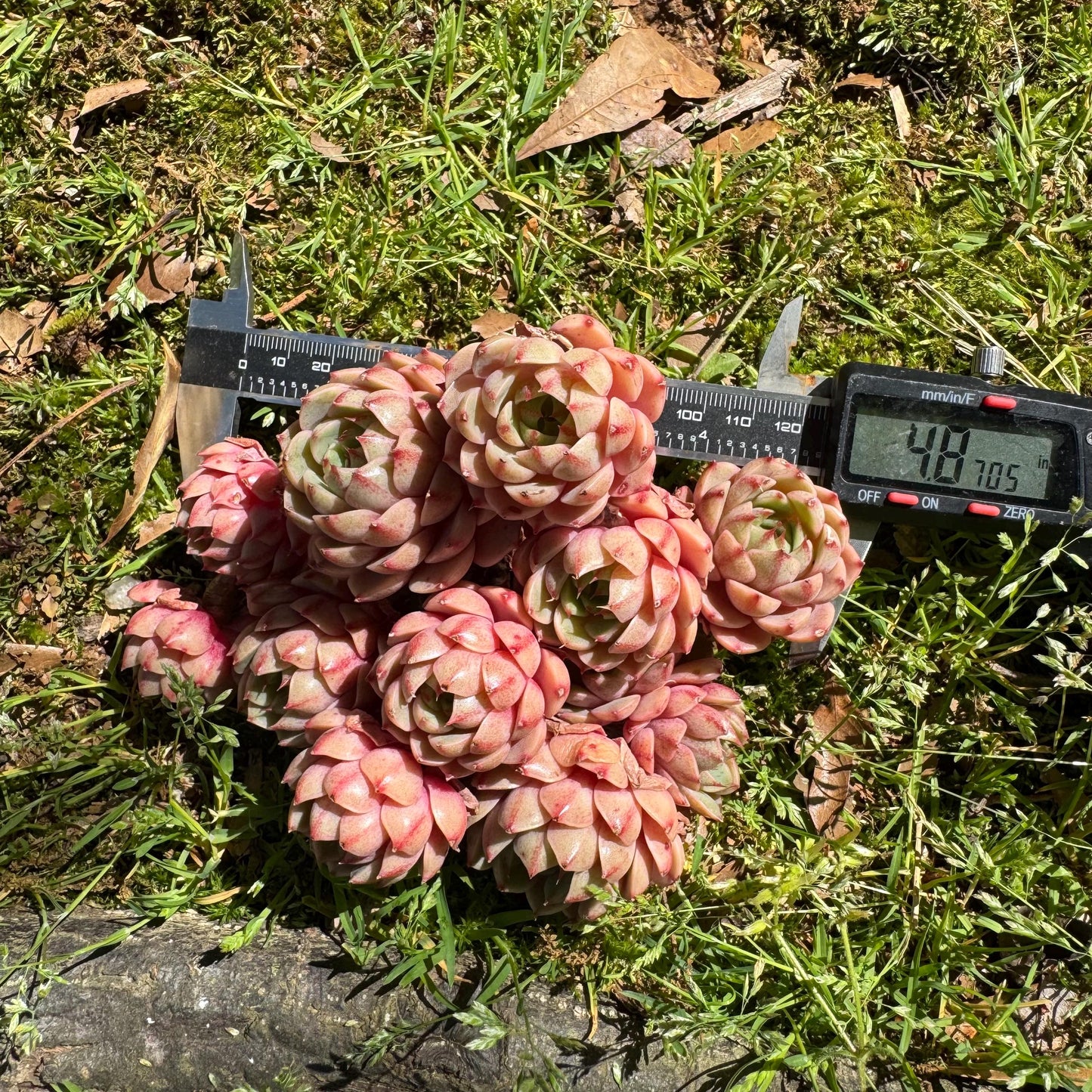 Rare succulents, Echeveria Golden 'BenBadis 'Cluster, 4.8inches