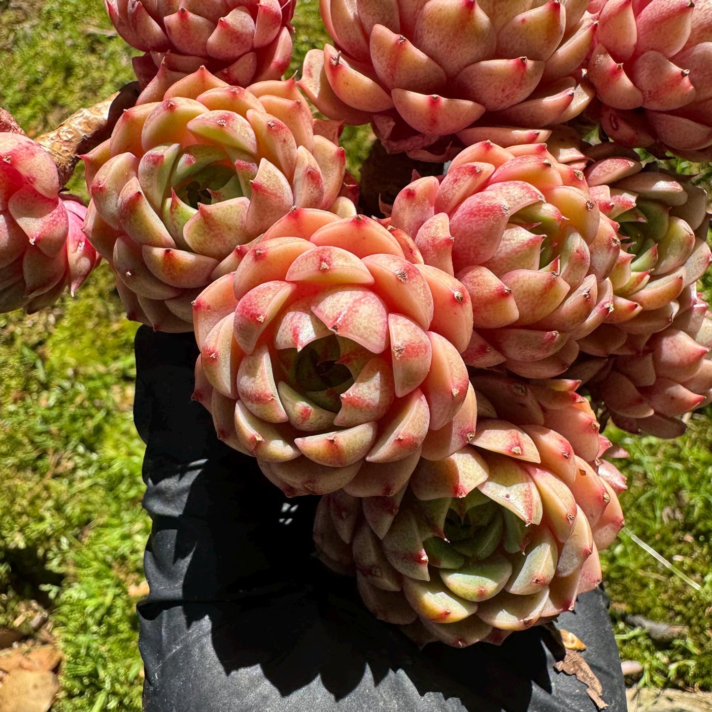 Rare succulents, Echeveria Golden 'BenBadis 'Cluster, 4.8inches