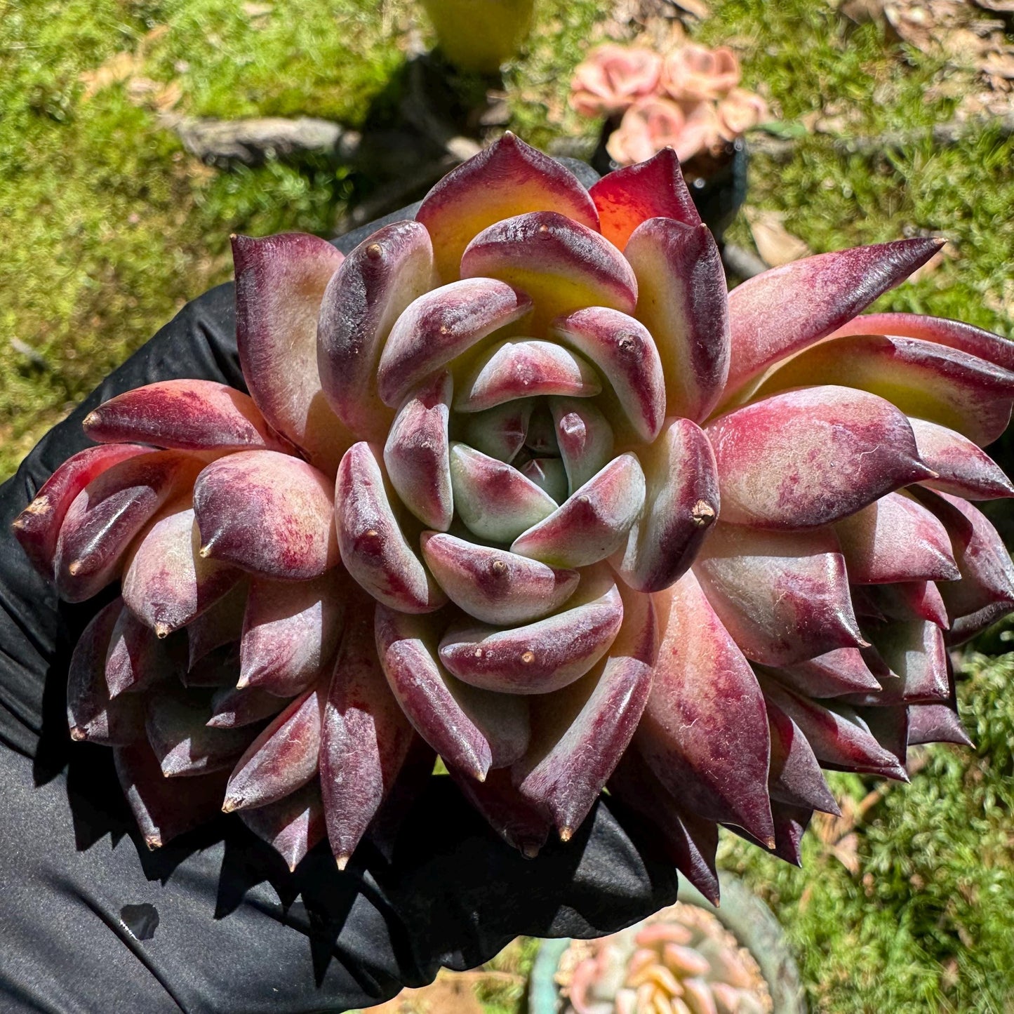 Echeveria  'Diamond Latam' small cluster, nice,3heads , 3.5inches,