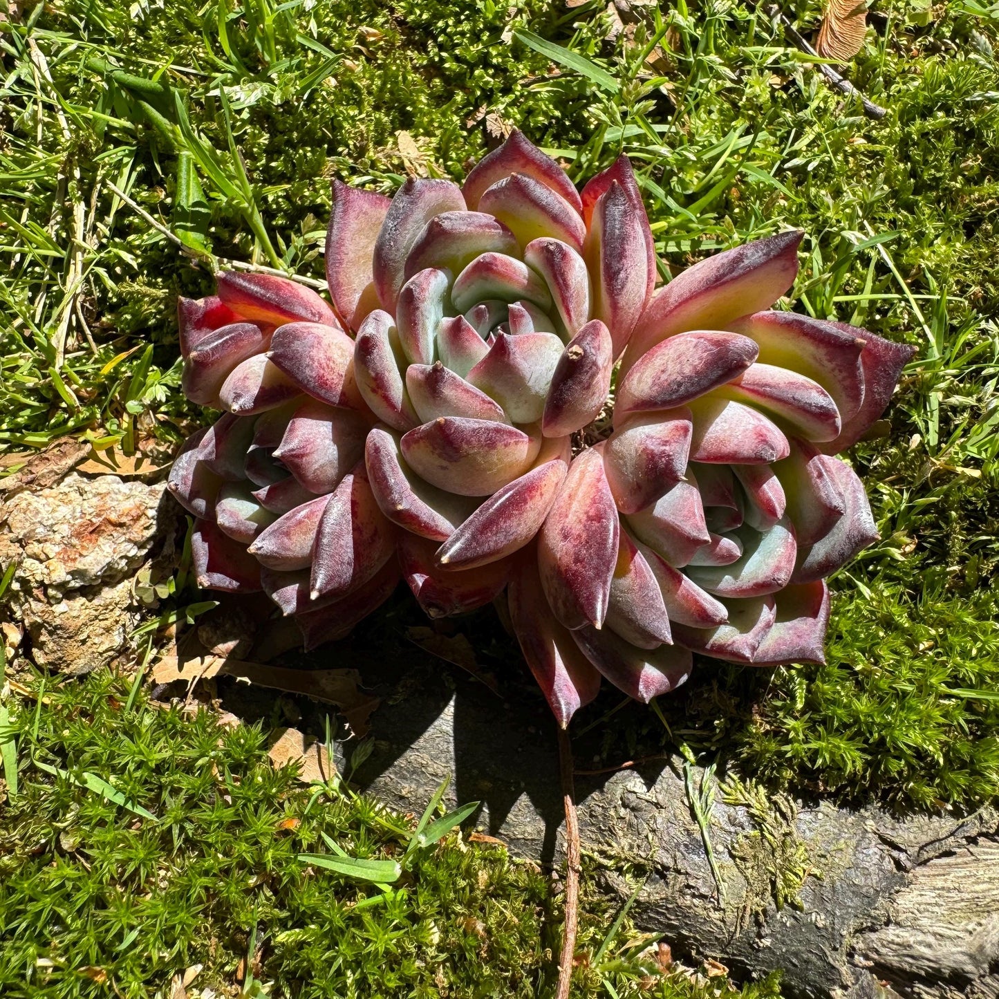 Echeveria  'Diamond Latam' small cluster, nice,3heads , 3.5inches,