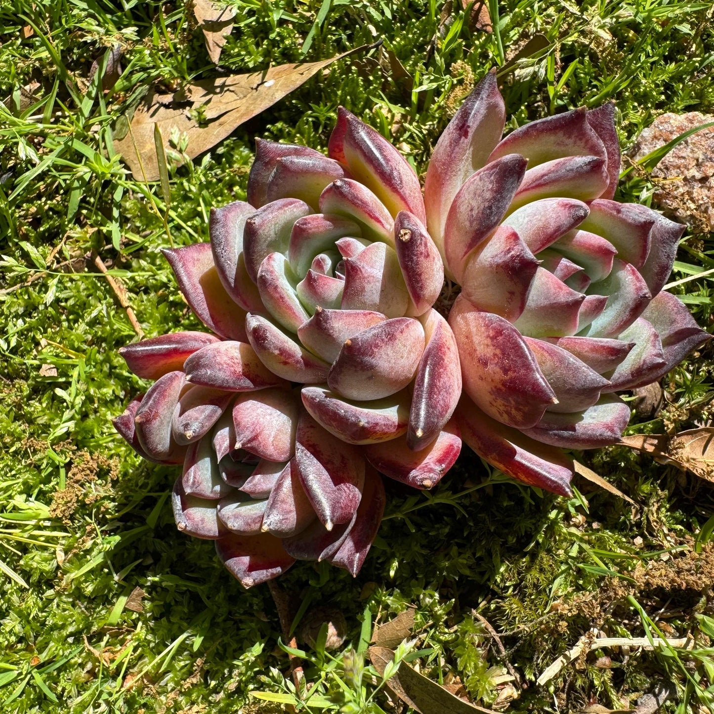 Echeveria  'Diamond Latam' small cluster, nice,3heads , 3.5inches,