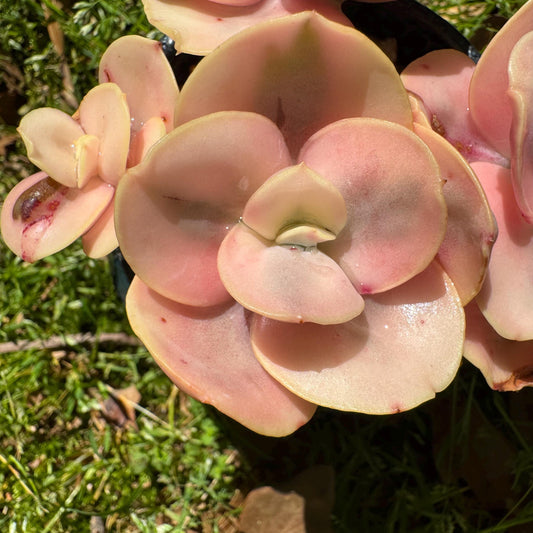 New  succulents, Echeveria  'Suyon whole variegated' cluster, 5heads, 2.8in