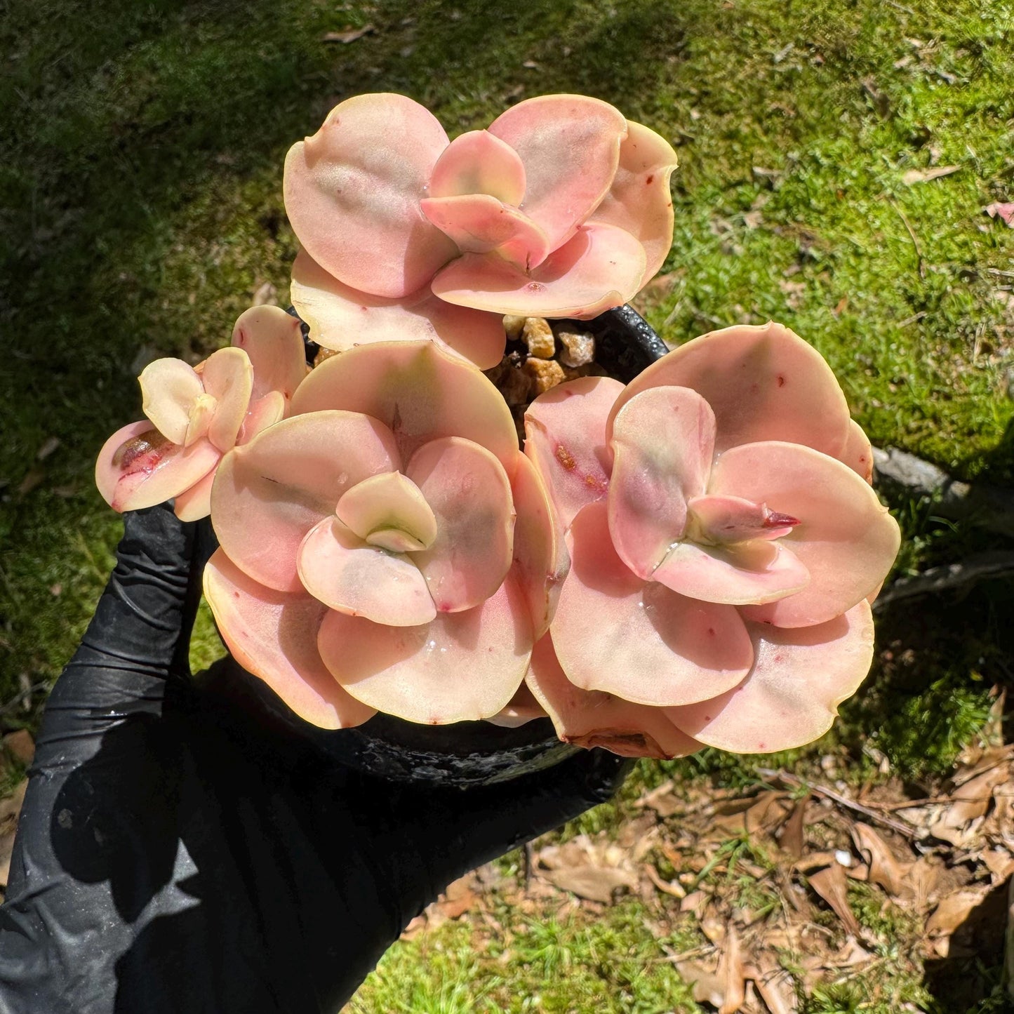 New  succulents, Echeveria  'Suyon whole variegated' cluster, 5heads, 2.8in