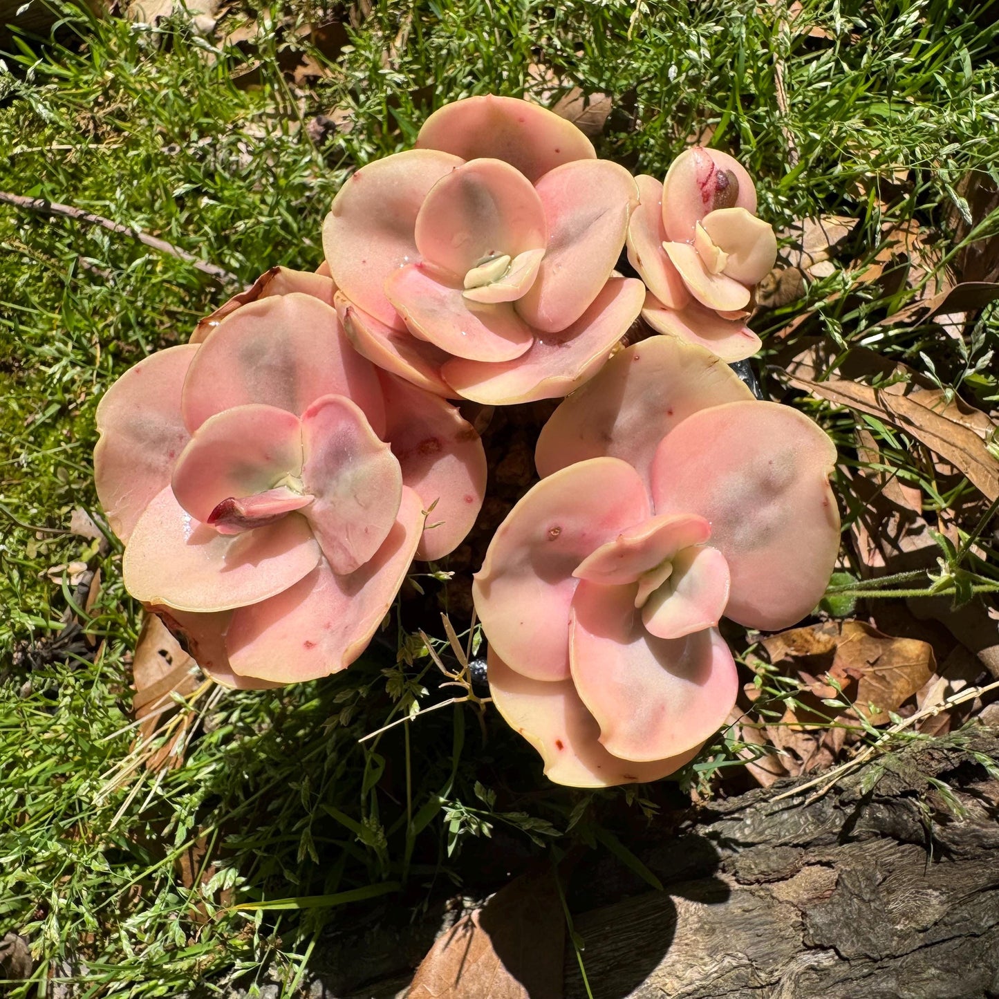 New  succulents, Echeveria  'Suyon whole variegated' cluster, 5heads, 2.8in