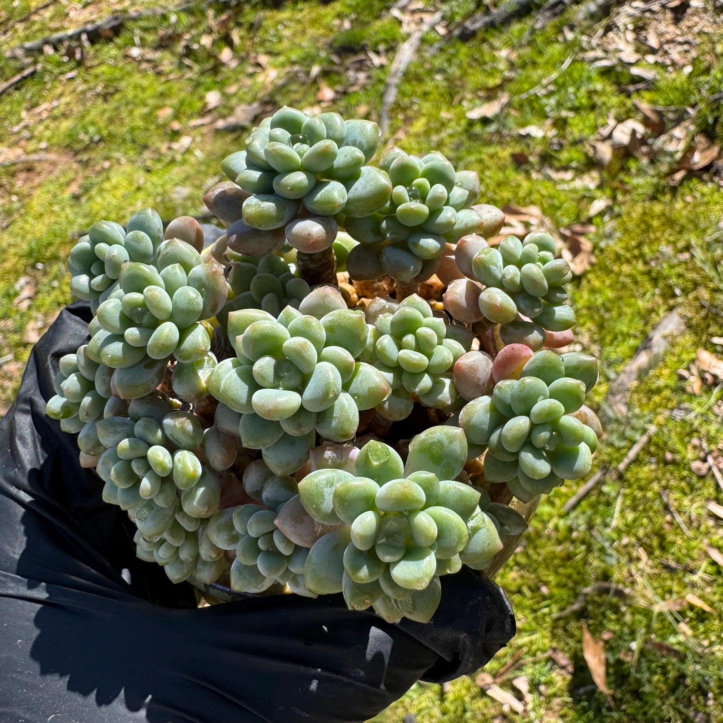 Echeveria 'Rococo' small cluster , 2.9inches, live plant ,  nice color, Imported Rare Succulent, gift