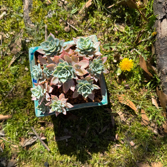 Rare live succulent plant , Echeveria 'pansy' cluster, 4.4inches , Bare Root