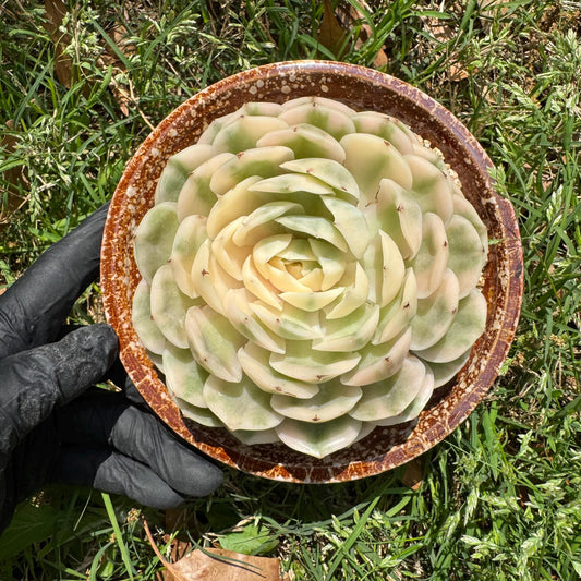 Rare succulents  , Echeveria 'Onslow' Variegated, 3.6inches