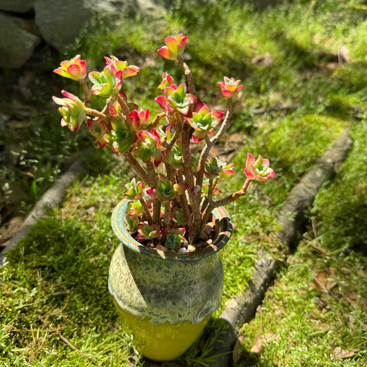 Rare succulents , Sedum' palmeri S.Watson', 3.3inches