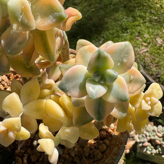 Rare succulents, Graptopetalum 'mendozae variegata', 4inches