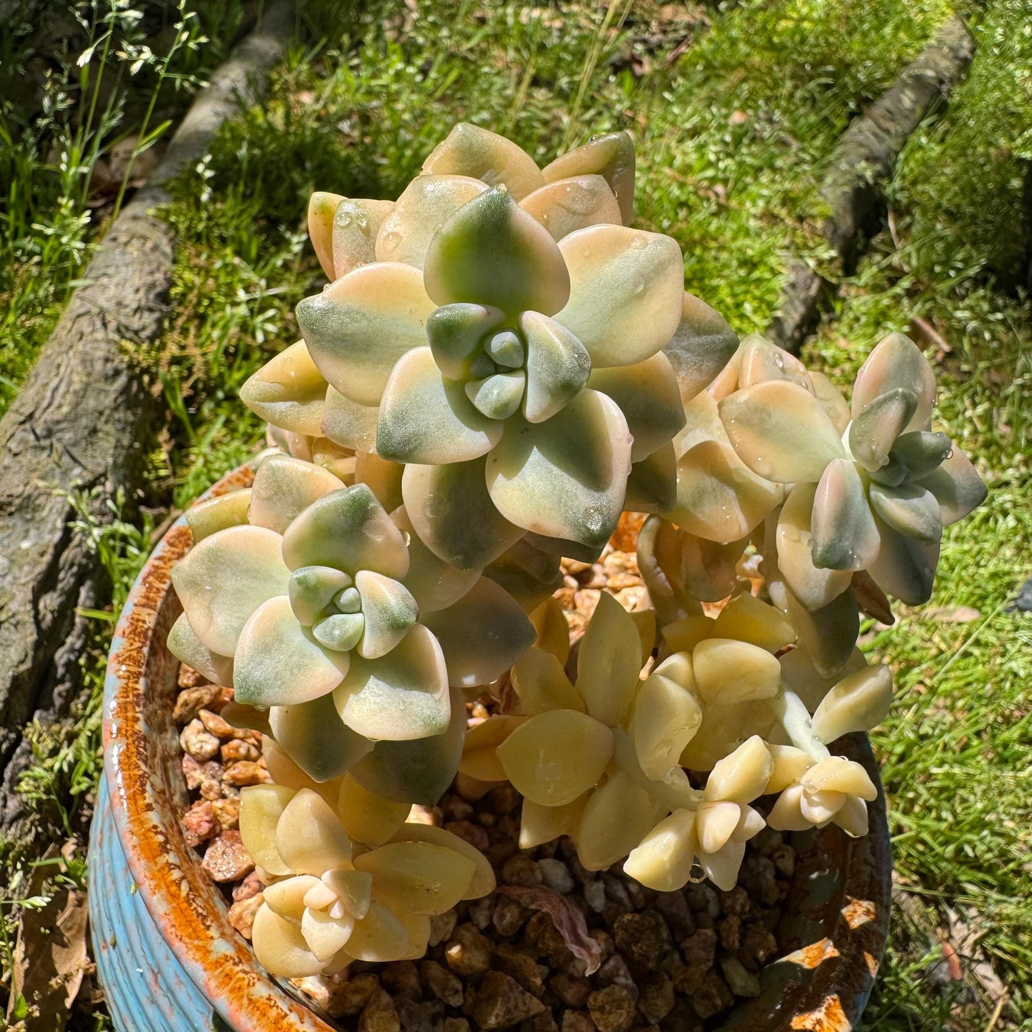 Rare succulents, Graptopetalum 'mendozae variegata', 4inches