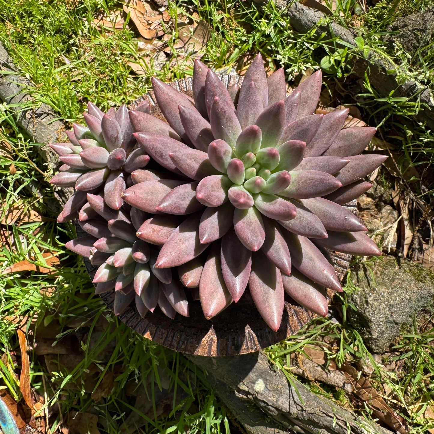 Rare succulents, Pachyphytum’ Yumeiren sp. ’ cluster , 4.5inches