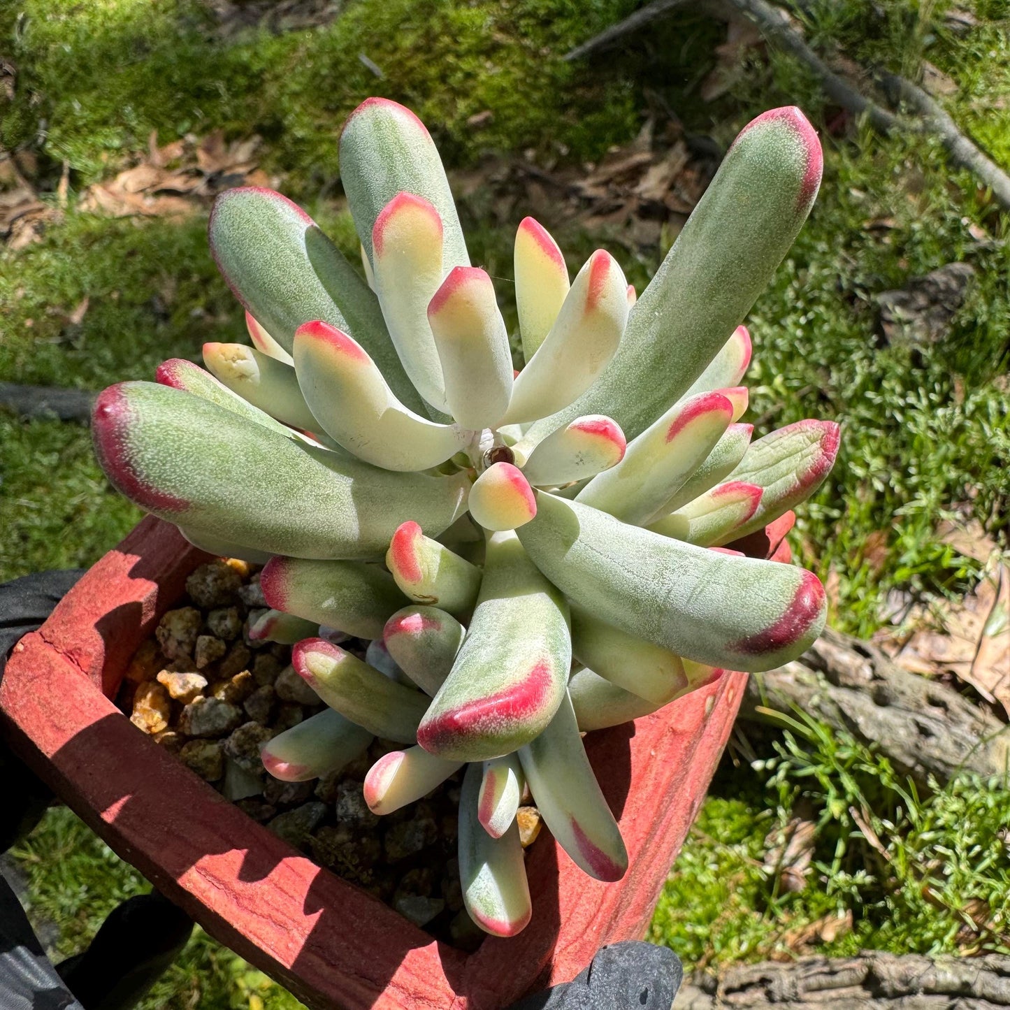 Cotyledon' orbiculata var. oophylla variegata',Long Leaf , 2.5inches