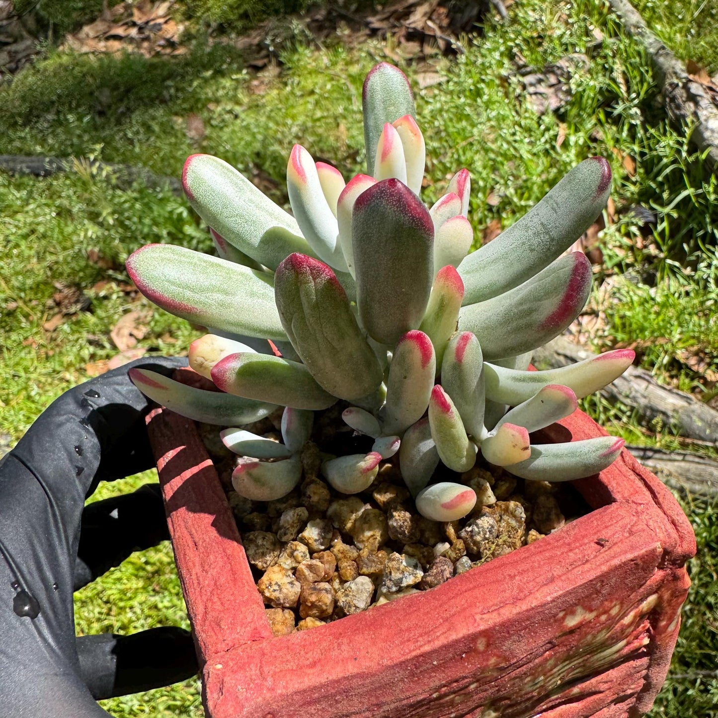 Cotyledon' orbiculata var. oophylla variegata',Long Leaf , 2.5inches