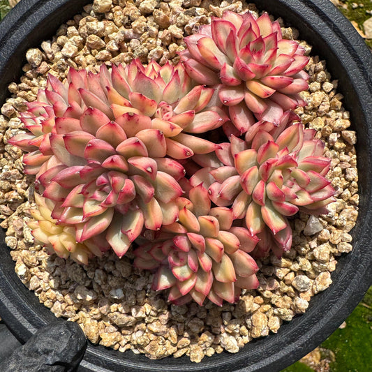 Rare succulents, Echeveria 'Mebina variegated' cluster, 3.6inches