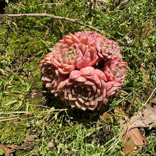 Succulents plants, Echeveria 'Onslow' cluster, 3.3inches,