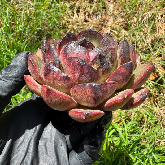 New succulents, Echeveri' Obsidian', 2.8 inches