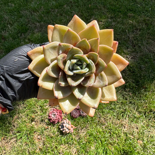 New rare succulents , Echeveria 'german champagne', 4.3inches