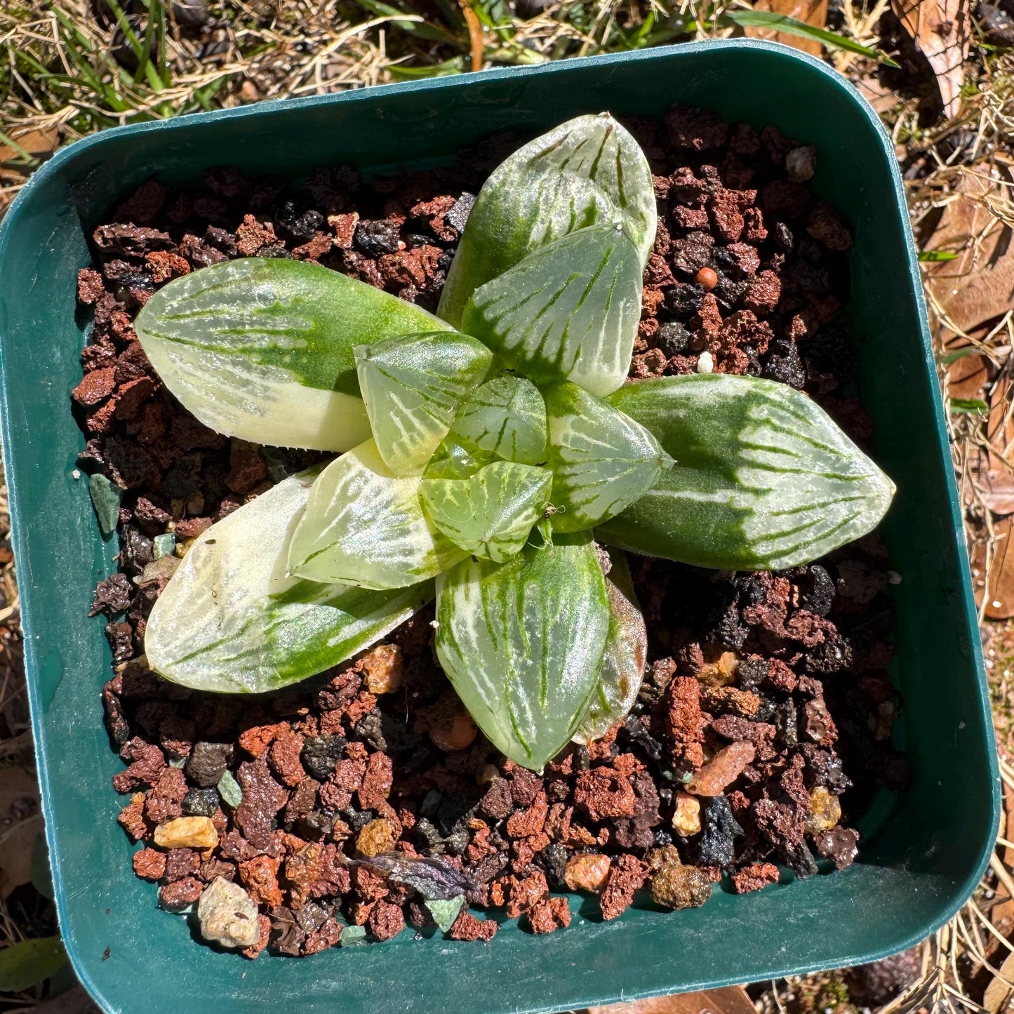 Rare succulents, Haworthia' Cooperi  Variegated', 2.2inches