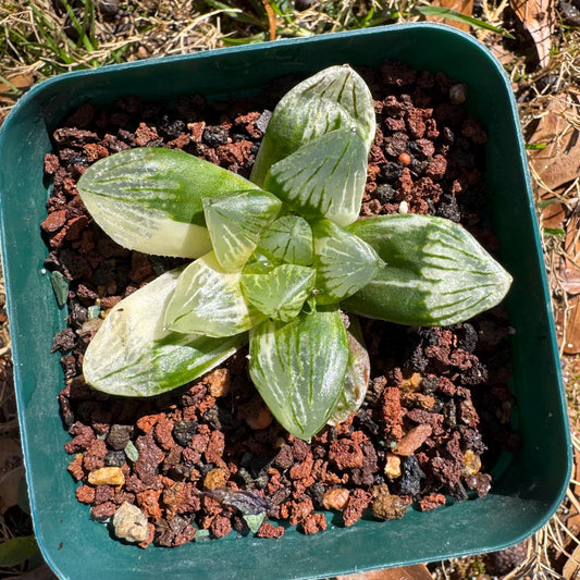Rare succulents, Haworthia' Cooperi  Variegated', 2.2inches