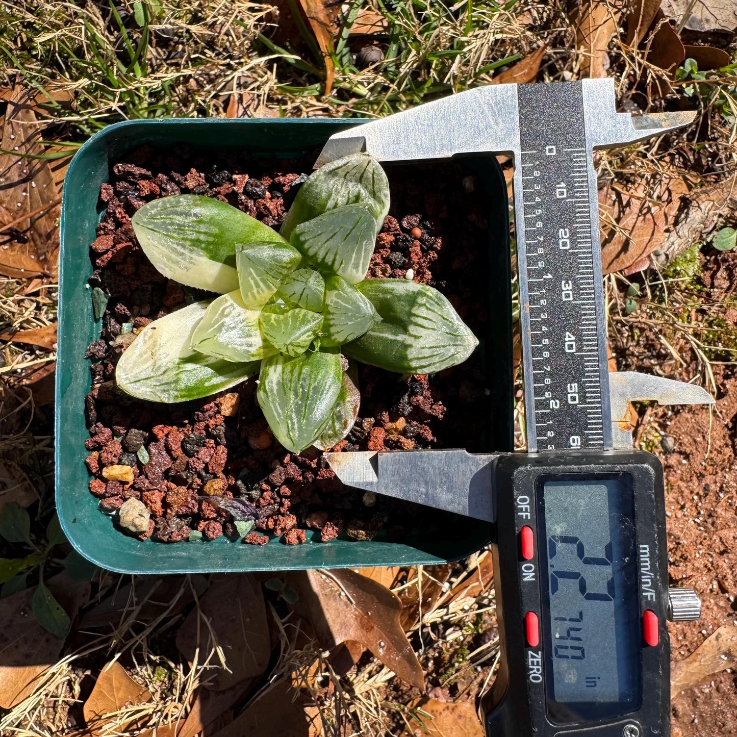 Rare succulents, Haworthia' Cooperi  Variegated', 2.2inches