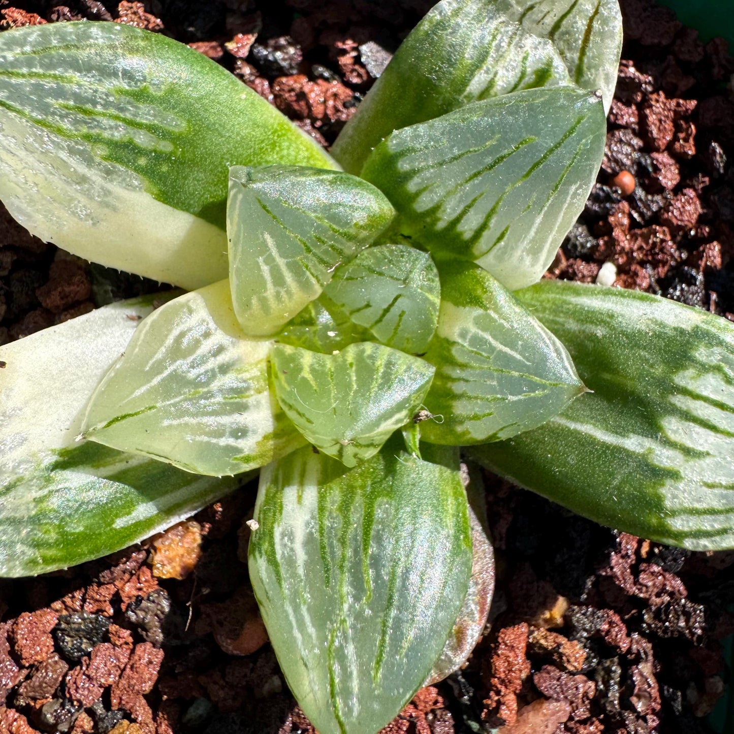 Rare succulents, Haworthia' Cooperi  Variegated', 2.2inches