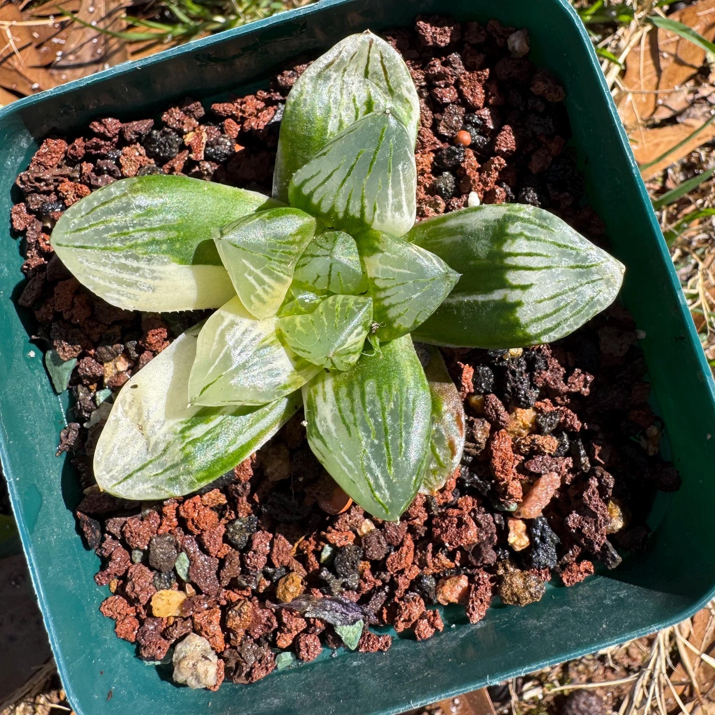 Rare succulents, Haworthia' Cooperi  Variegated', 2.2inches