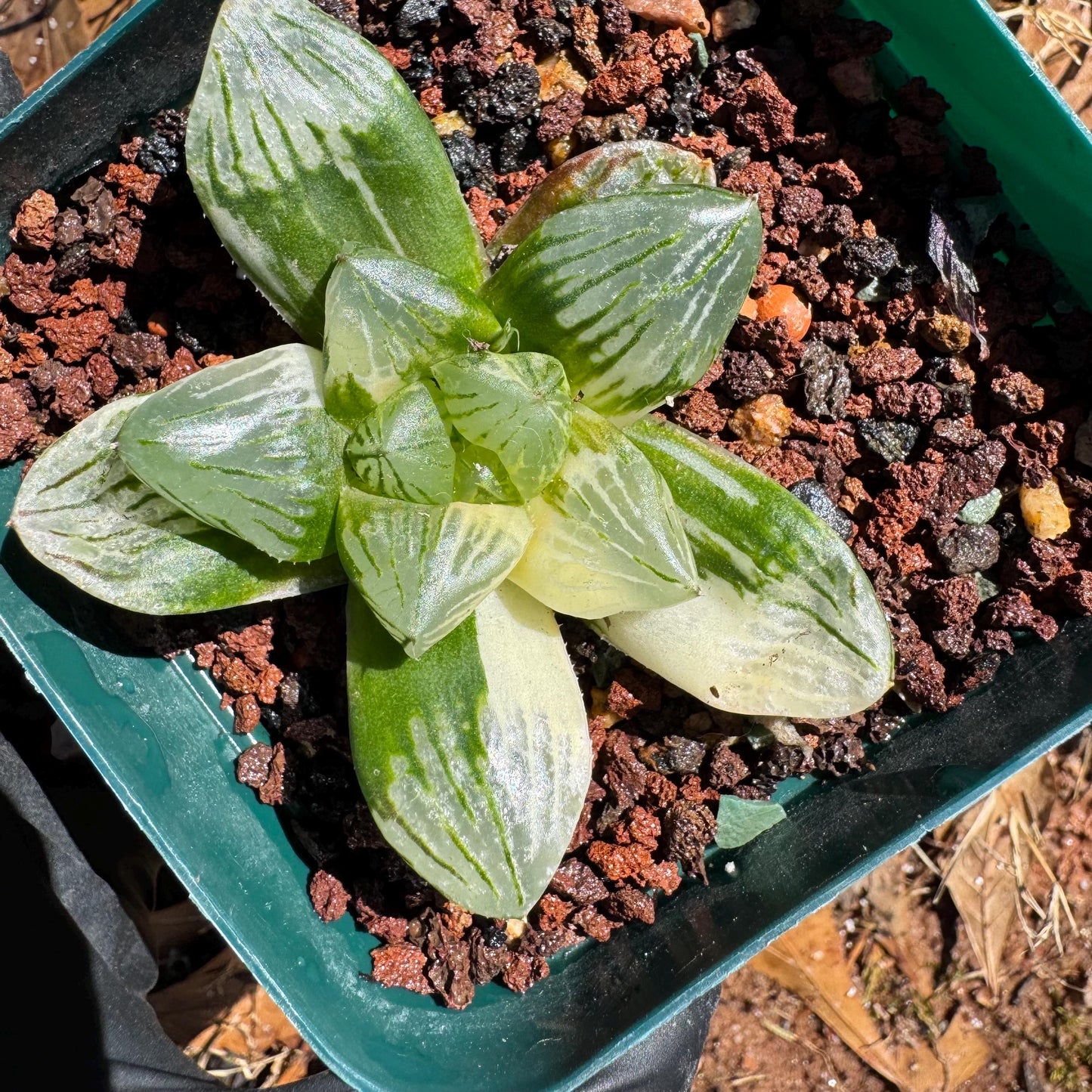 Rare succulents, Haworthia' Cooperi  Variegated', 2.2inches