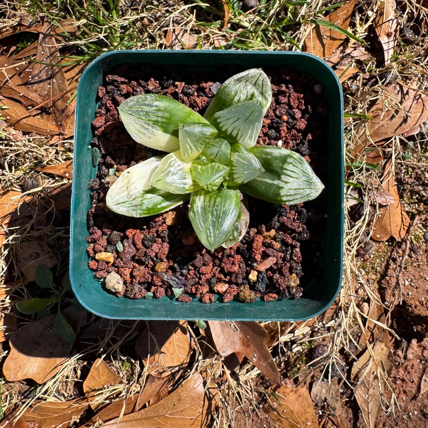 Rare succulents, Haworthia' Cooperi  Variegated', 2.2inches