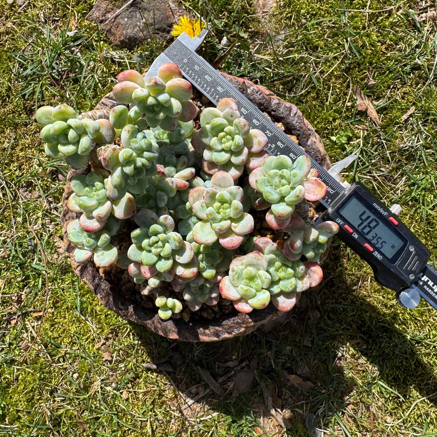 Rare succulents plants, Sedum 'clavatum' cluster, 4.8inches,