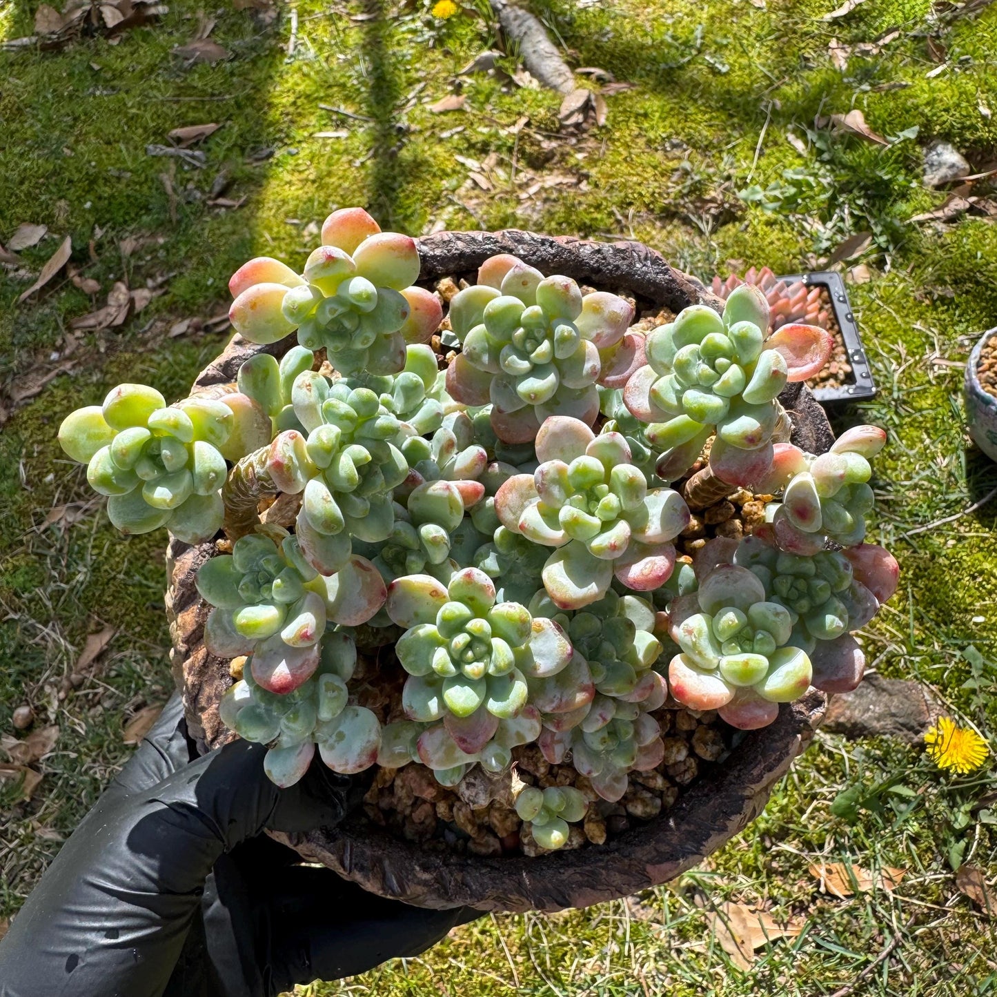 Rare succulents plants, Sedum 'clavatum' cluster, 4.8inches,
