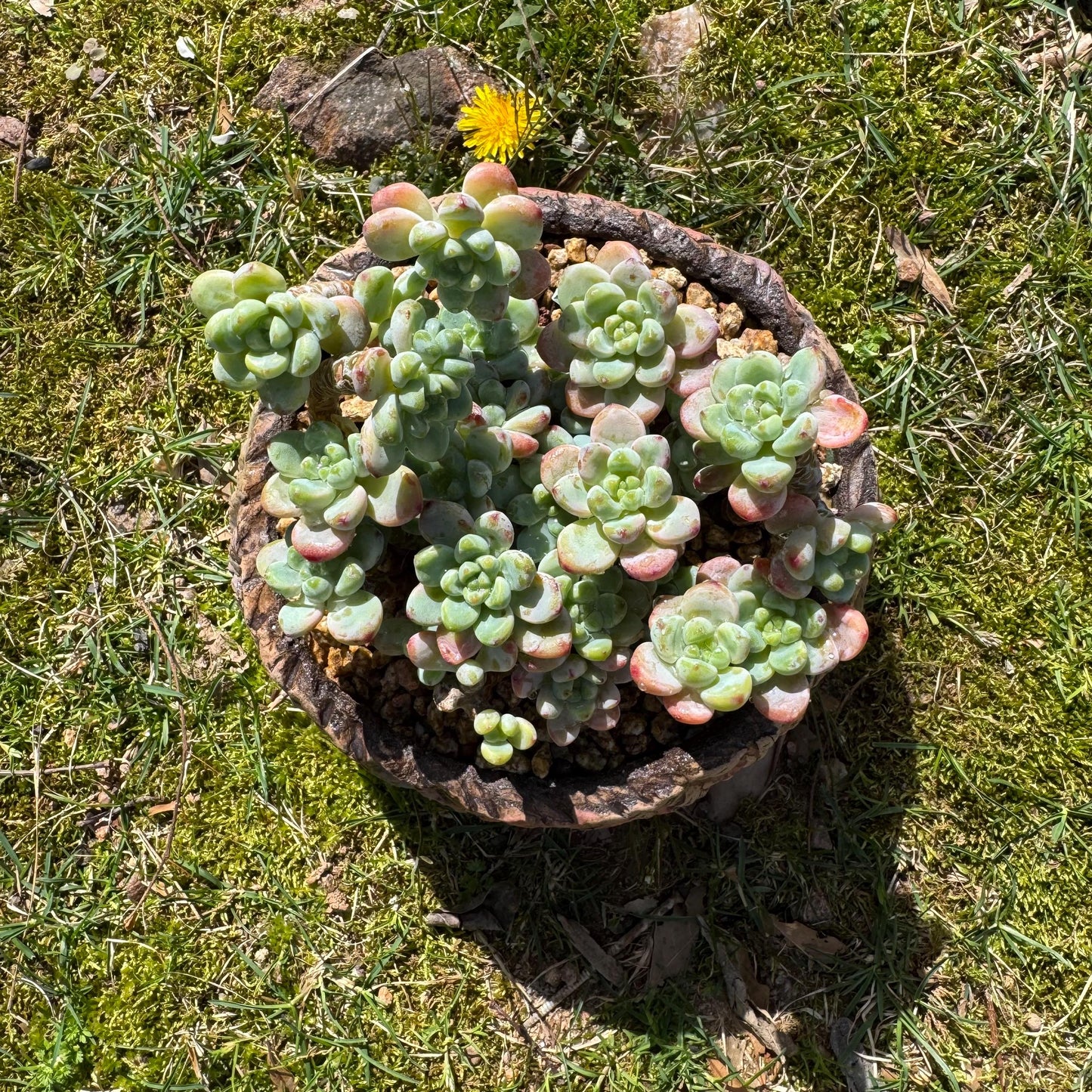 Rare succulents plants, Sedum 'clavatum' cluster, 4.8inches,