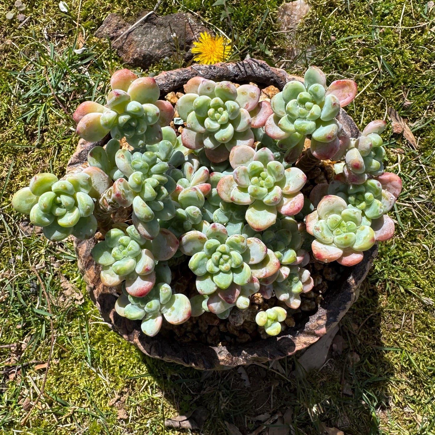 Rare succulents plants, Sedum 'clavatum' cluster, 4.8inches,