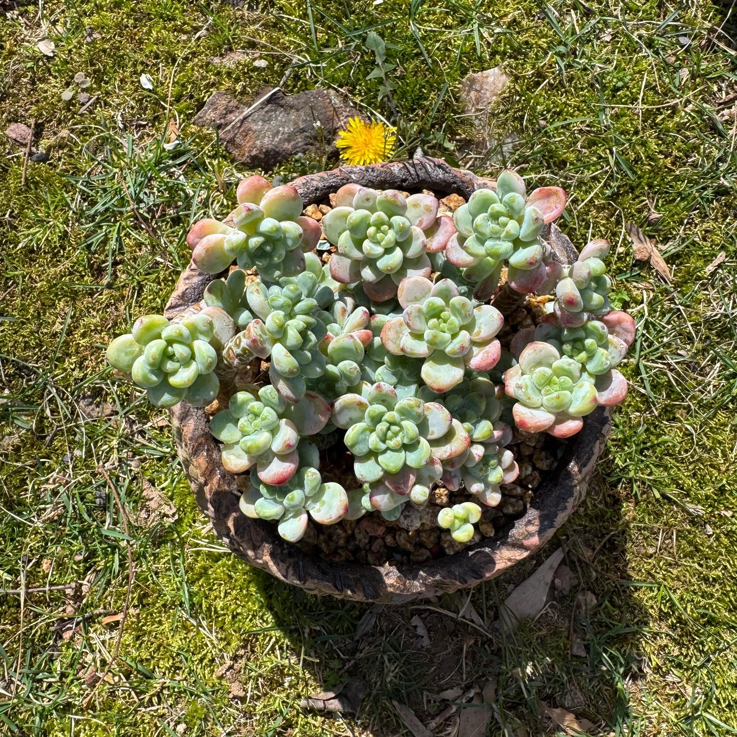 Rare succulents plants, Sedum 'clavatum' cluster, 4.8inches,