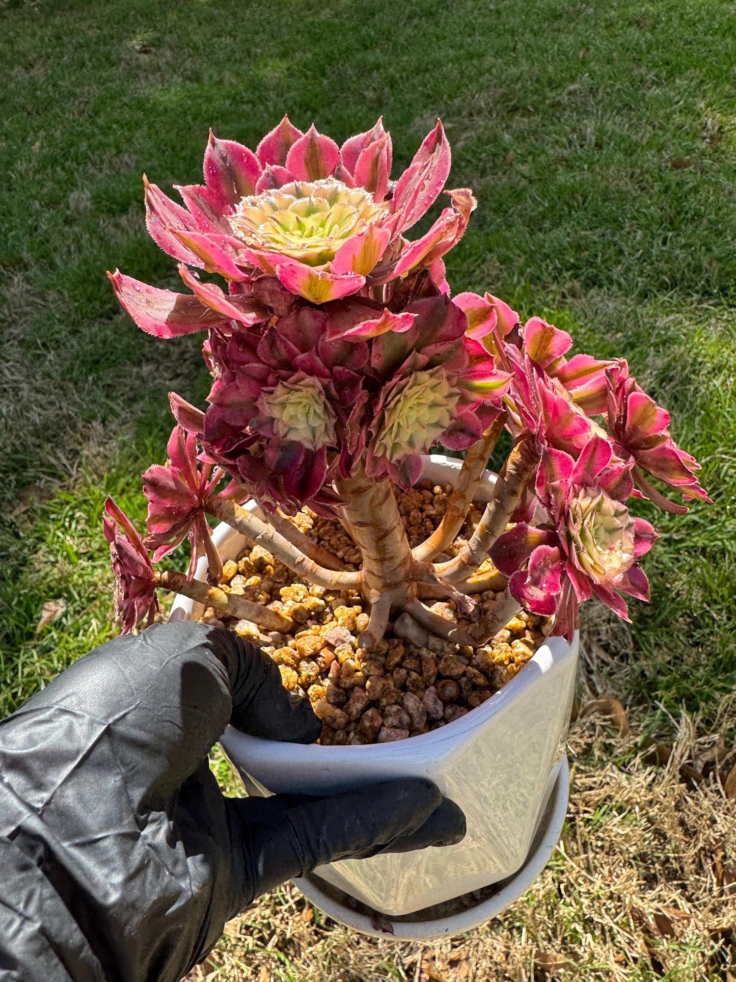 NEW! ‘Aeonium Zwartkin’ with  White variegated , 6inches