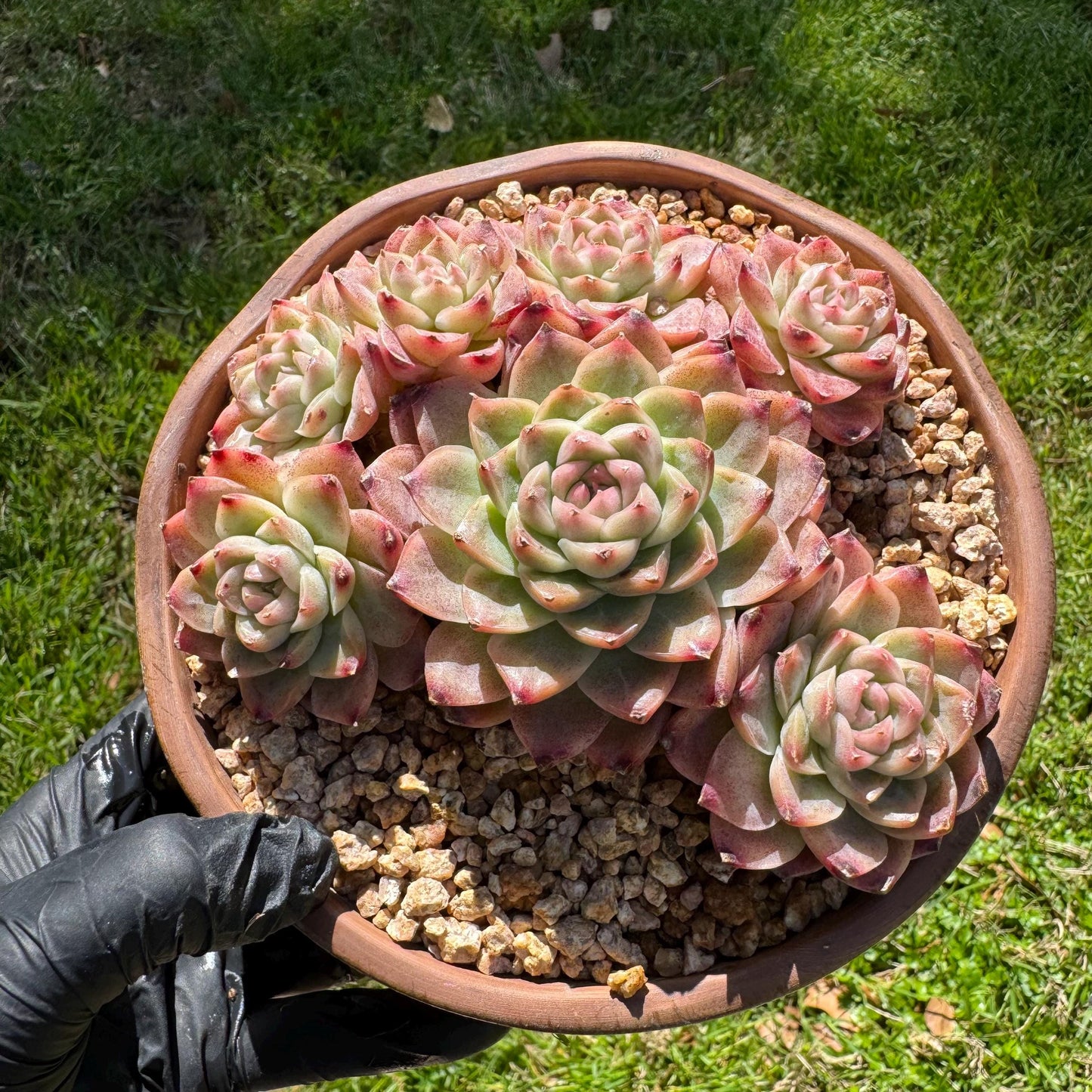 Echeveri' Elegans hybrid.' cluster, 4.3inches,7heads