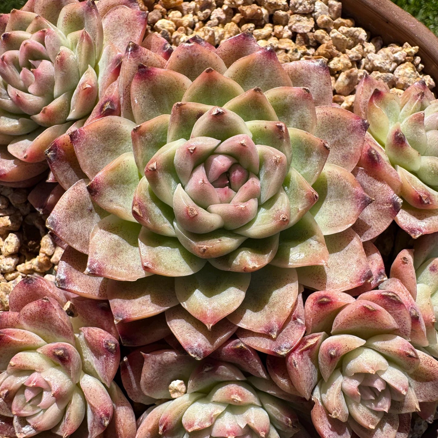 Echeveri' Elegans hybrid.' cluster, 4.3inches,7heads